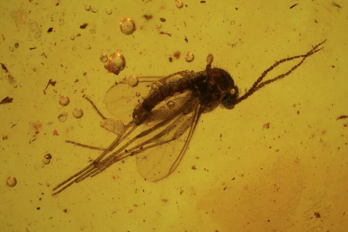 Fossil Fungus Gnat and Fly In Baltic Amber #84625